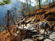 Trekking-Touren, Trekking- und Wanderreisen, Nepal: Lastesel auf engem Weg